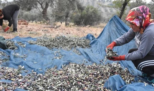 Bursa Ziraat Odaları, zeytin toplama işçilik ücretlerini belirledi