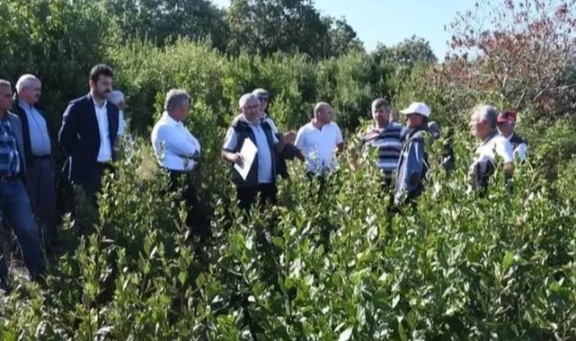 Bursa’da defne üretimi için ilk hamle!