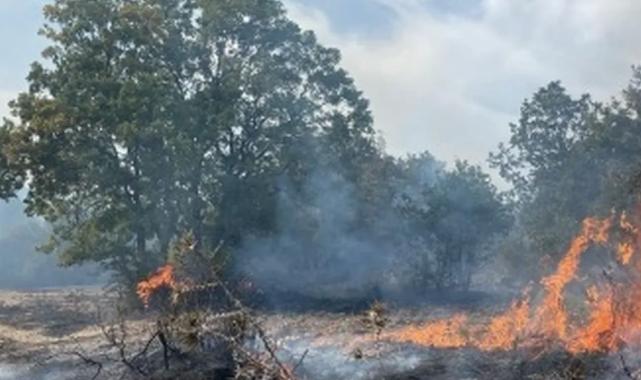 Bursa’da zeytinlik alanda korkutan yangın!