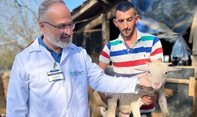 Büyükşehir’in koç desteğiyle 5.400 kuzu doğdu