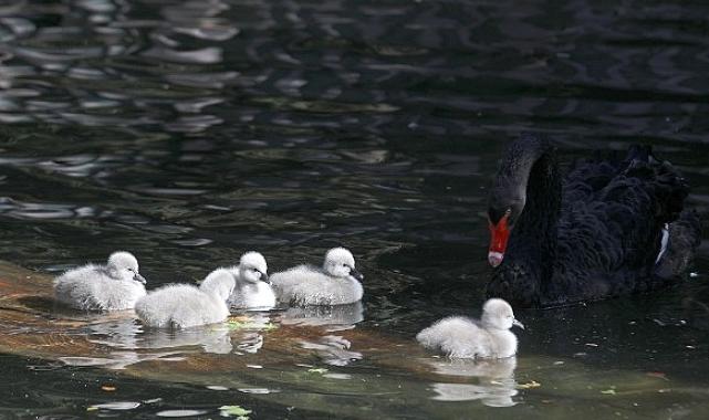 Çankaya’ya 29 Ekim Sürprizi: Cumhuriyet Bayramında Kuğulu Park Ailesine 5 Kuğu Daha Katıldı