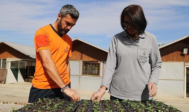 Çansera’da Kışlık Çiçek Üretimi Başladı