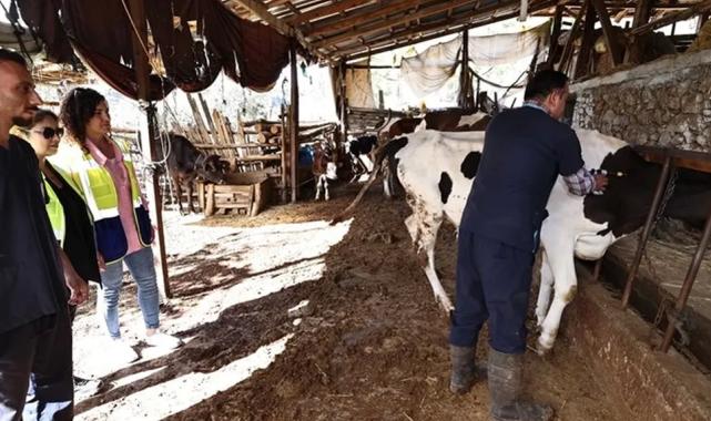 Denizli mastit hastalığıyla mücadele ediyor… İlk doz aşılar yapıldı