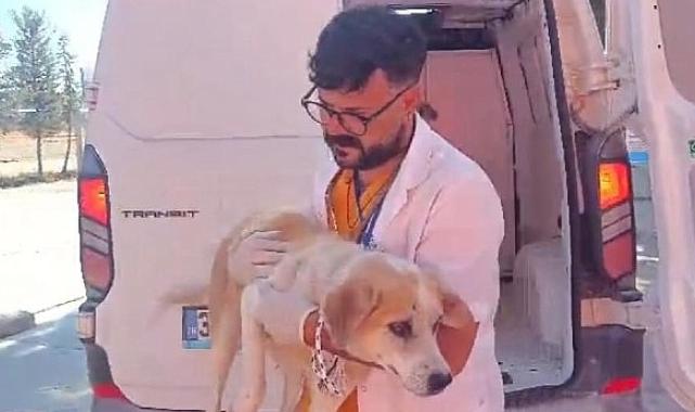 Didim’de Kuyuya Düşen Köpek Belediye Ekiplerince Kurtarıldı