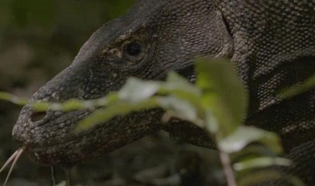 Dünyanın En Büyük Kertenkelesinin Mücadelesini Anlatan ‘Ejder Günü’ 6 Ekim Pazar Günü 20.00’de National Geographic WILD Ekranlarında!