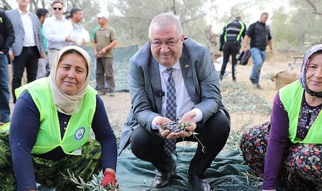 Edremit Belediyesi’nde zeytin hasadı başladı