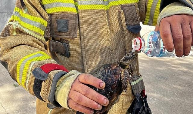 Foça’daki yangına İzmir İtfaiyesi ekipleri de müdahale etti