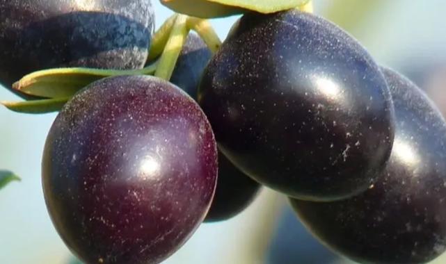 Gemlik Zeytini dünya çapında tanınıyor