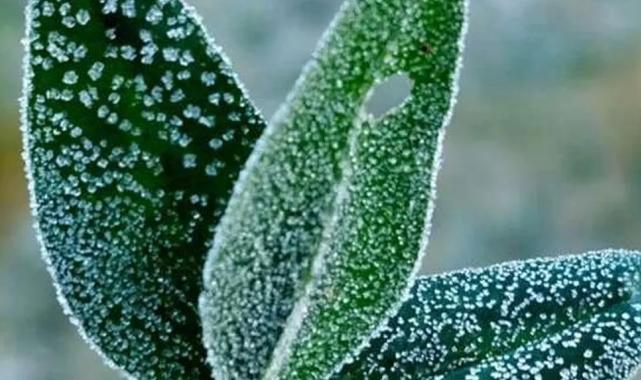 İç Ege ve İç Anadolu’da zirai don uyarısı… Doğu Karadeniz’in yükseklerinde kar!