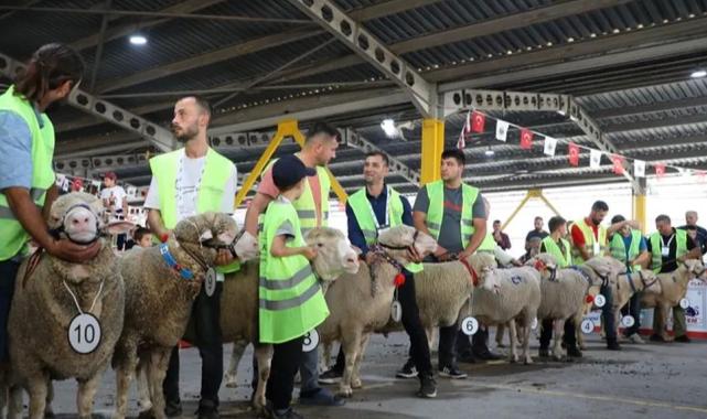 İnegöl’de koç ve tavuklar kıyasıya yarıştı