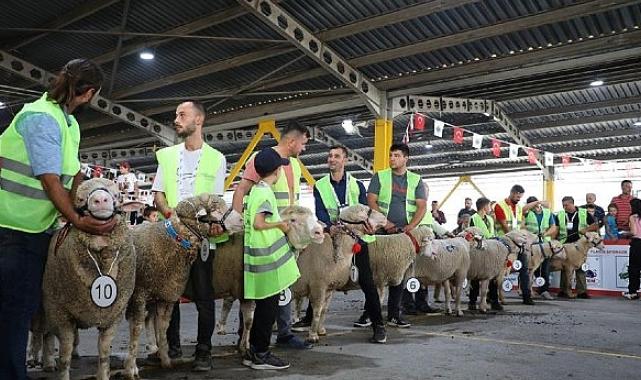 İnegöl’de Koç Ve Tavuklar Kıyasıya Yarıştı