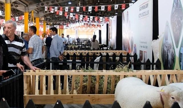 İnegöl’de Küçükbaş Hayvancılık Festivali Başladı
