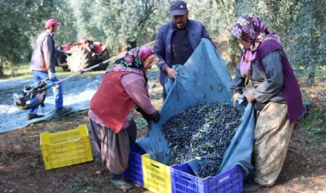 İşte zeytinin 1 kg maliyeti!