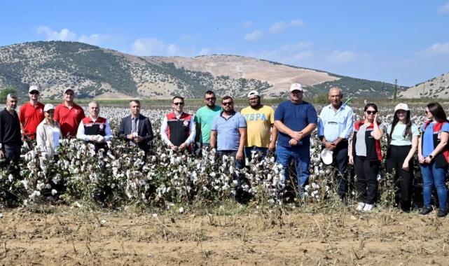 İzmir Torbalı’da teşvikli tarlalarda pamuk hasadı