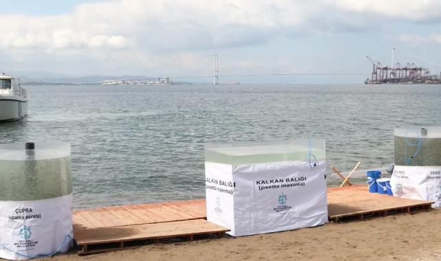 İzmit Körfezi’ne 6 bin balık daha salınacak