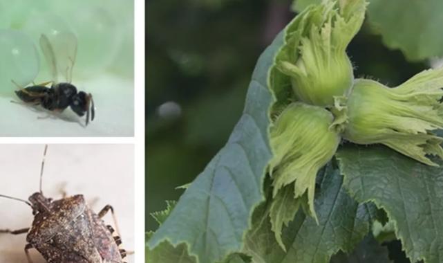 Kahverengi kokarca ile mücadele için Samuray arıları salındı