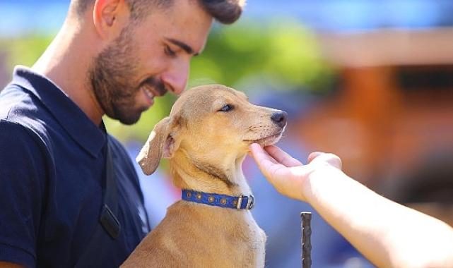 Karabağlar patili dostlar için buluştu
