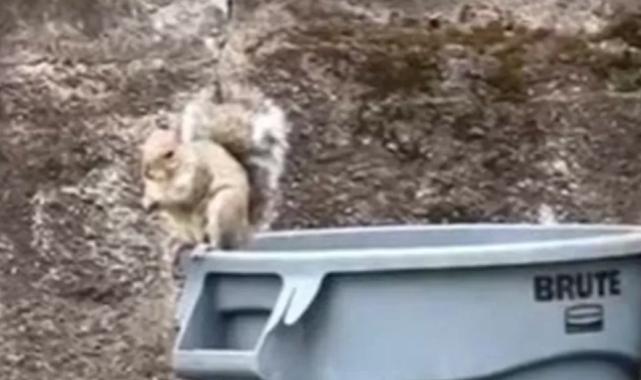 Kedi köpek yok ama… ABD’de sokakta dahi yürürken karşılaşılan ilginç yabani hayvanlar