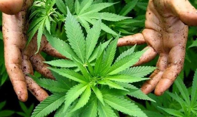 Kenevir yetiştiriciliğine kota geldi