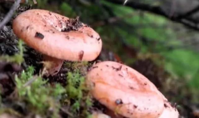 Kilosunu 200 liraya satıyorlar!