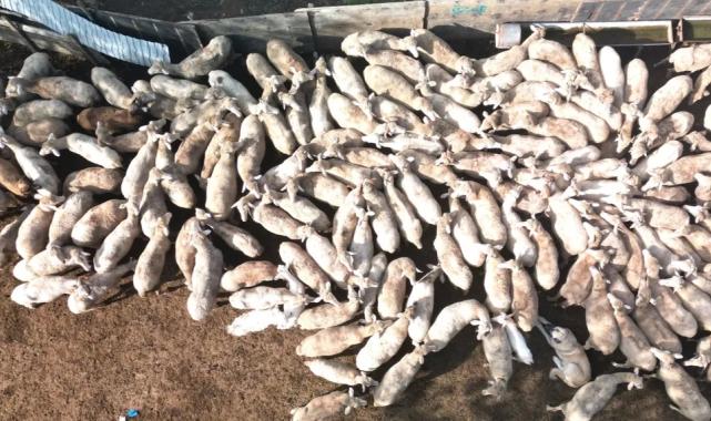 Kocaeli Büyükşehir’in koç desteğiyle 5.400 kuzu doğdu