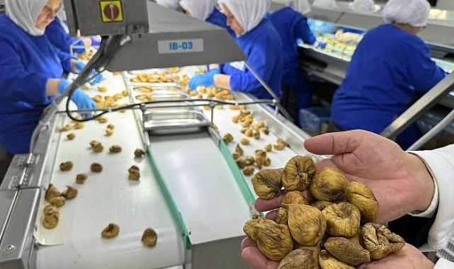 Kuru incir ihracatı 292 milyon dolarla sezonu kapattı