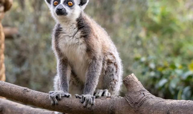 Lemur türlerinin korunmasına dikkat çekildi