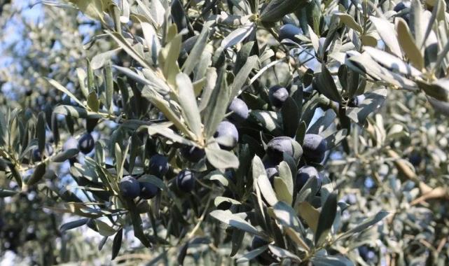 Marmarabirlik rekor seviyede rekolte bekliyor