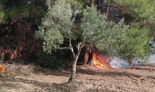 Mudanya Çağrışan’da tarım arazisinde çıkan yangın korkuttu