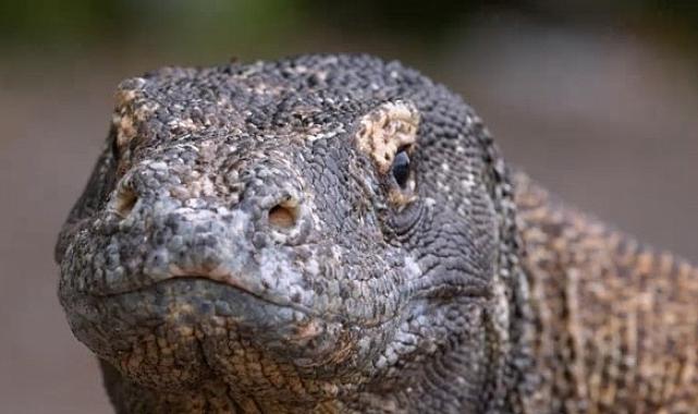 Muhteşem Komodo Ejderi’nin Dünyasında Bir Yolculuğa Çıkartan ‘Ejderhalar Ortaya Çıkıyor’ 27 Ekim Pazar Günü 20.00’de National Geographic WILD Ekranlarında!