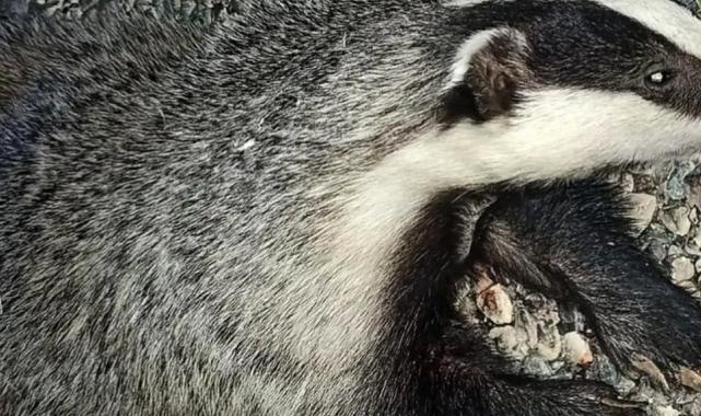 Nesli tükenme tehlikesi altındaki porsuk telef oldu