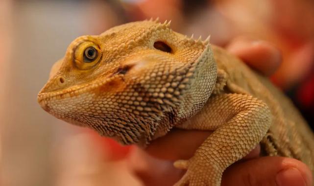 Öğrenciler tropikalde yaşayan canlıları yakından keşfediyor