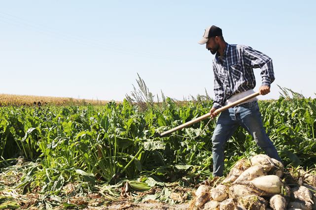 Konya’da pancar üreticisine çifte avans müjdesi