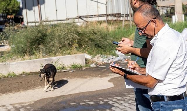Sahipsiz Köpek Popülasyonu Yönetimi İzmir Eylem Planı uygulanıyor