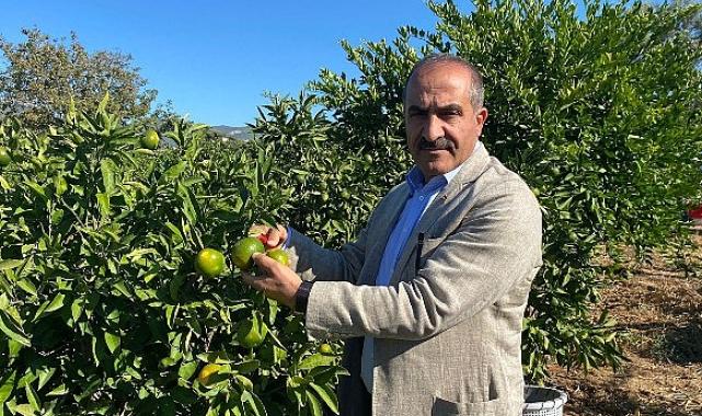 Satsuma mandalinanın ihracat yolculuğu 18 Ekim’de başlıyor
