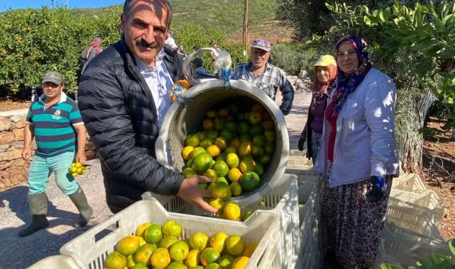 Satsuma mandalinanın ihracat yolculuğu başlıyor