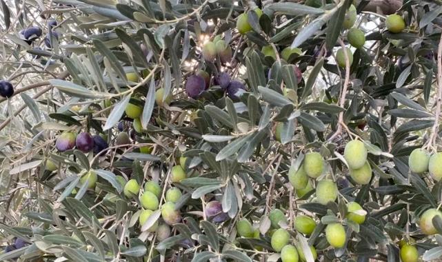 Sofralık zeytin ihracatında tarihi rekor