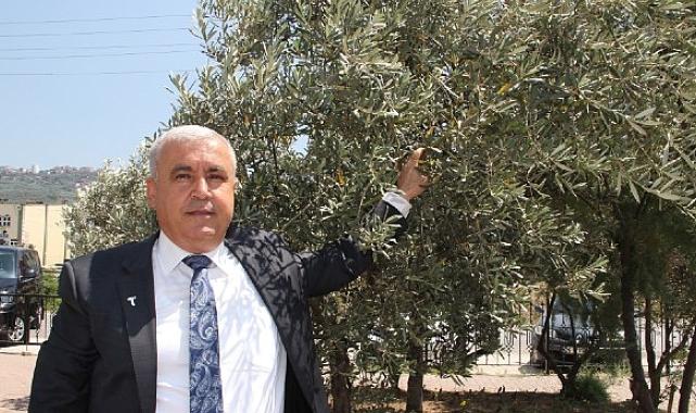 Sofralık zeytin ihracatında tarihi rekor… Sofralık zeytin ihracatı 210 milyon dolara ulaştı