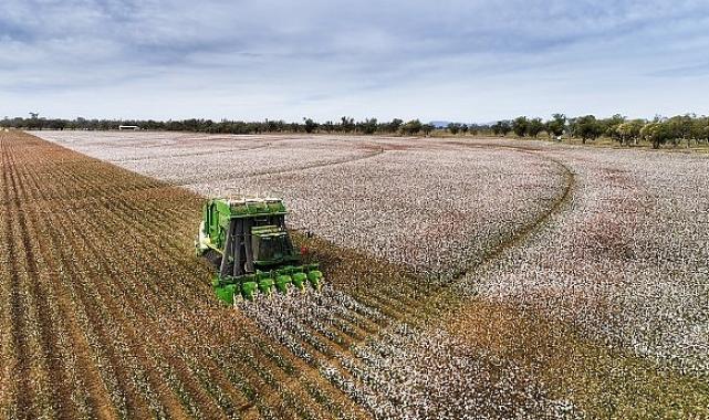 Türkiye, Dünya Pamuk Günü’nde Söke Pamuğunun başarısını kutluyor