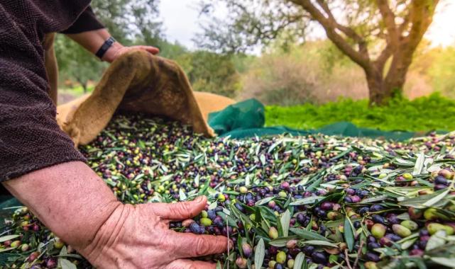 Türkiye sofralık zeytin ihracatında 210 milyon dolara ulaştı