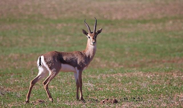 Türkiye’deki Dağ Ceylanları için yeni bir çalışma başlatıldı.