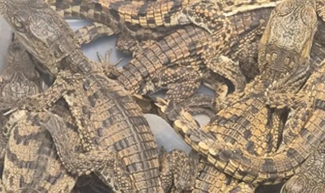 Türkiye’ye kaçak getirilen Nil timsahlarına el konuldu