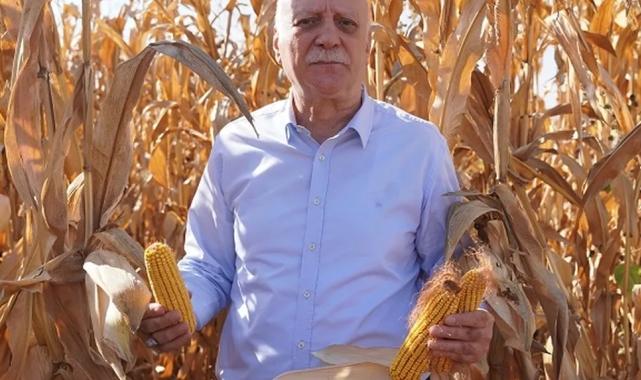 TZOB: Mısır üretimi arttırılmalı