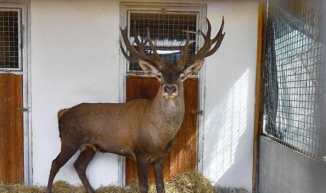 Yaralı geyik İzmir Doğal Yaşam Parkı’nda tedavi ediliyor