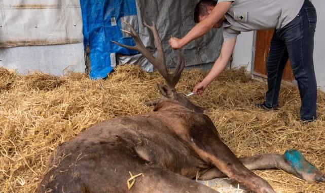 Yaralı geyik İzmir’de tedavi ediliyor