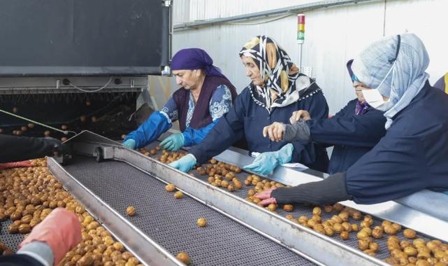 Yerli cevizde 60 bin ton rekolte beklentisi