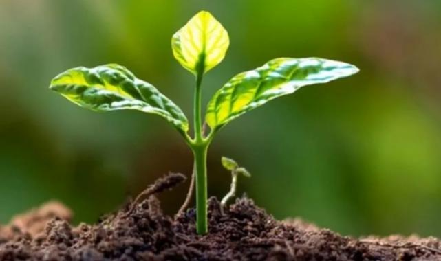 11 Kasım’da ‘geleceğe nefes’ olunacak… Zarar görmüş ormanlar ağaçlandırılıyor