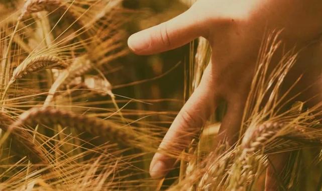 2 bin yıllık ‘Ahmet Buğdayı’na akademik iş birliği… Hızla ıslah yöntemiyle toprakla buluştu