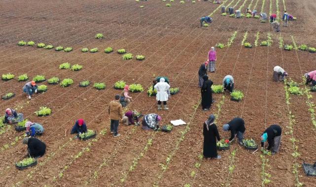 5 milyon fide toprakla buluşturuldu