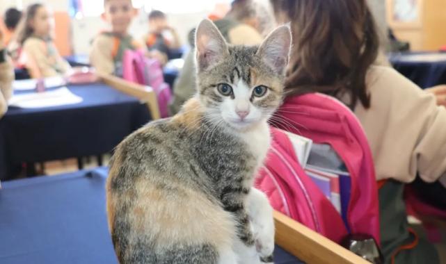 Amasya’da kedi ‘Karamel’ sınıfın parçası haline geldi